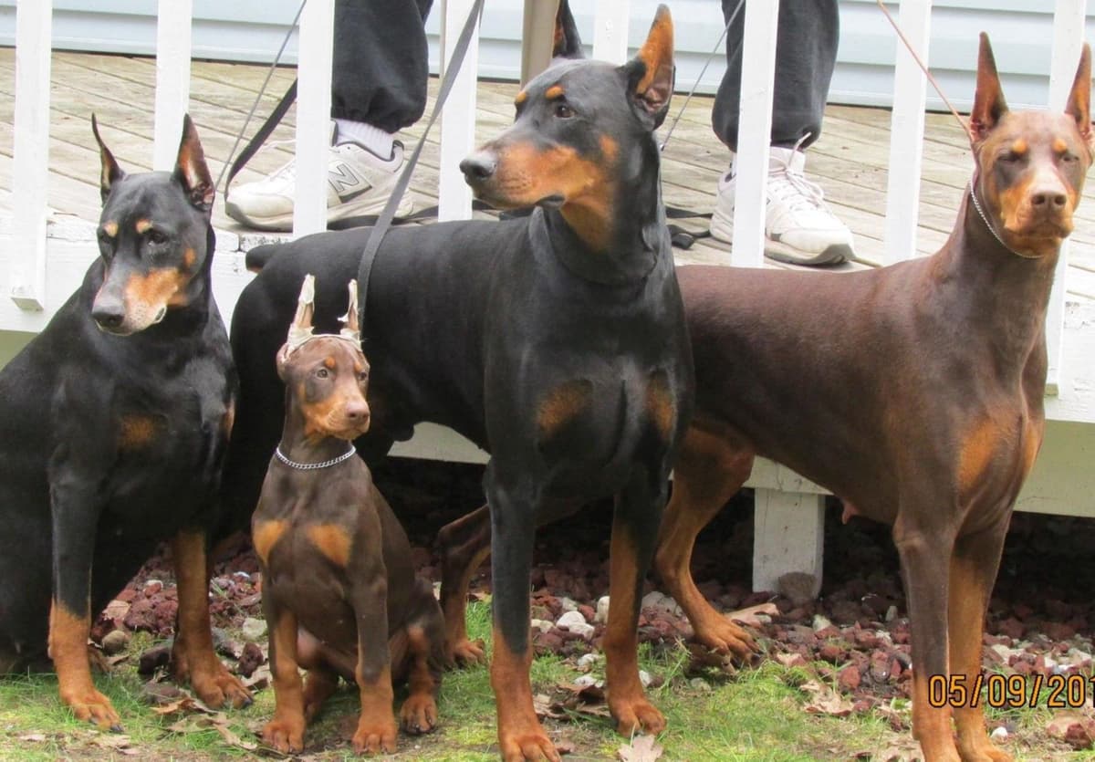 Doberman Pinscher Puppies breeder image 8