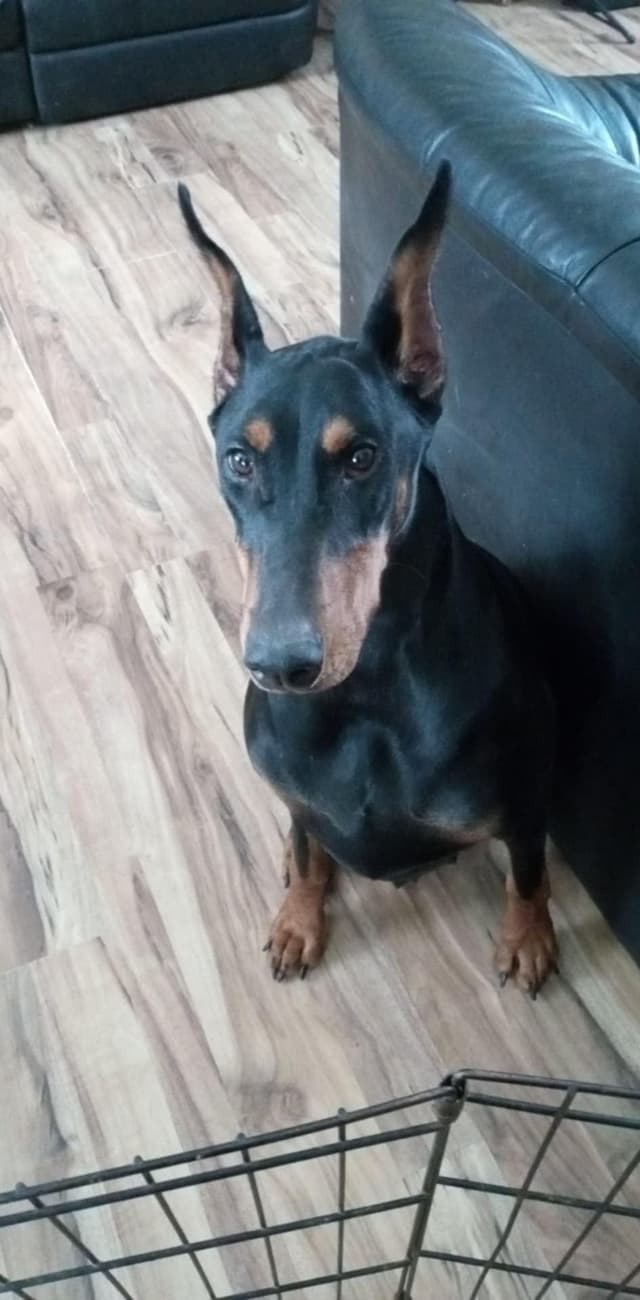 Doberman Pinscher Puppies media 2