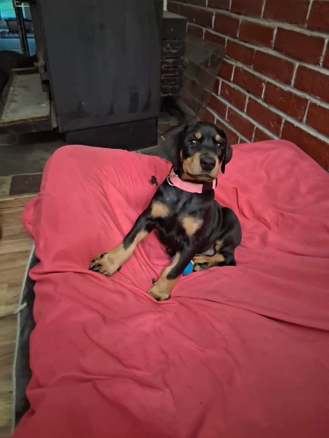 Doberman Pinscher Puppies media 3