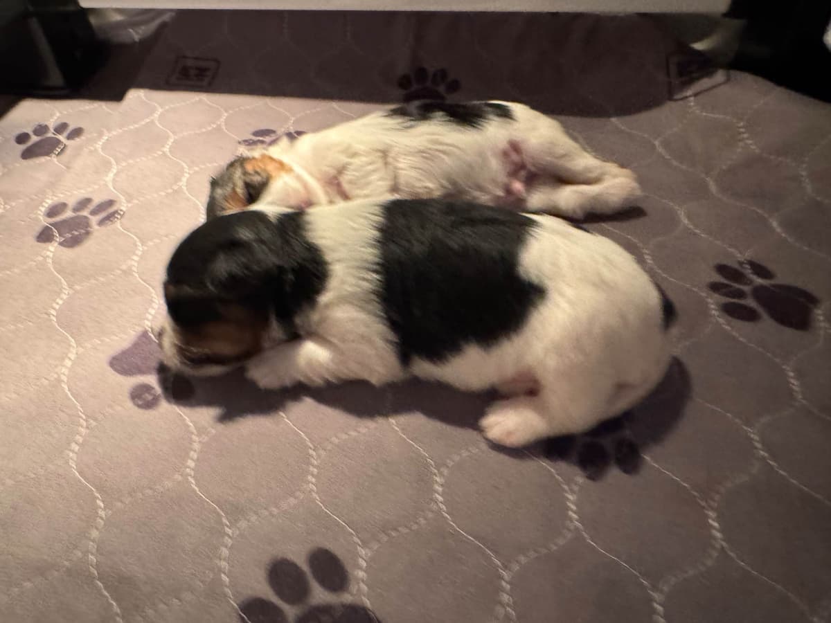Biewer Terrier Puppies breeder image 6