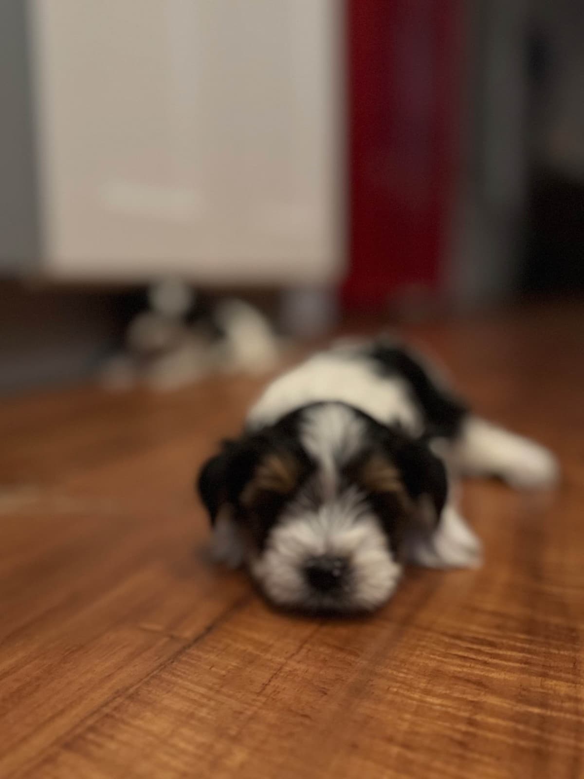Biewer Terrier Puppies breeder image 7