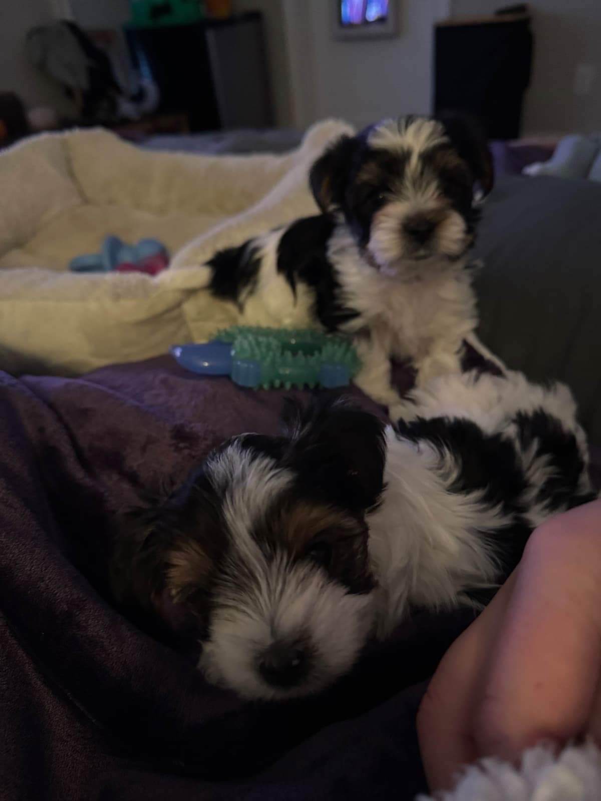 Biewer Terrier Puppies breeder image 9