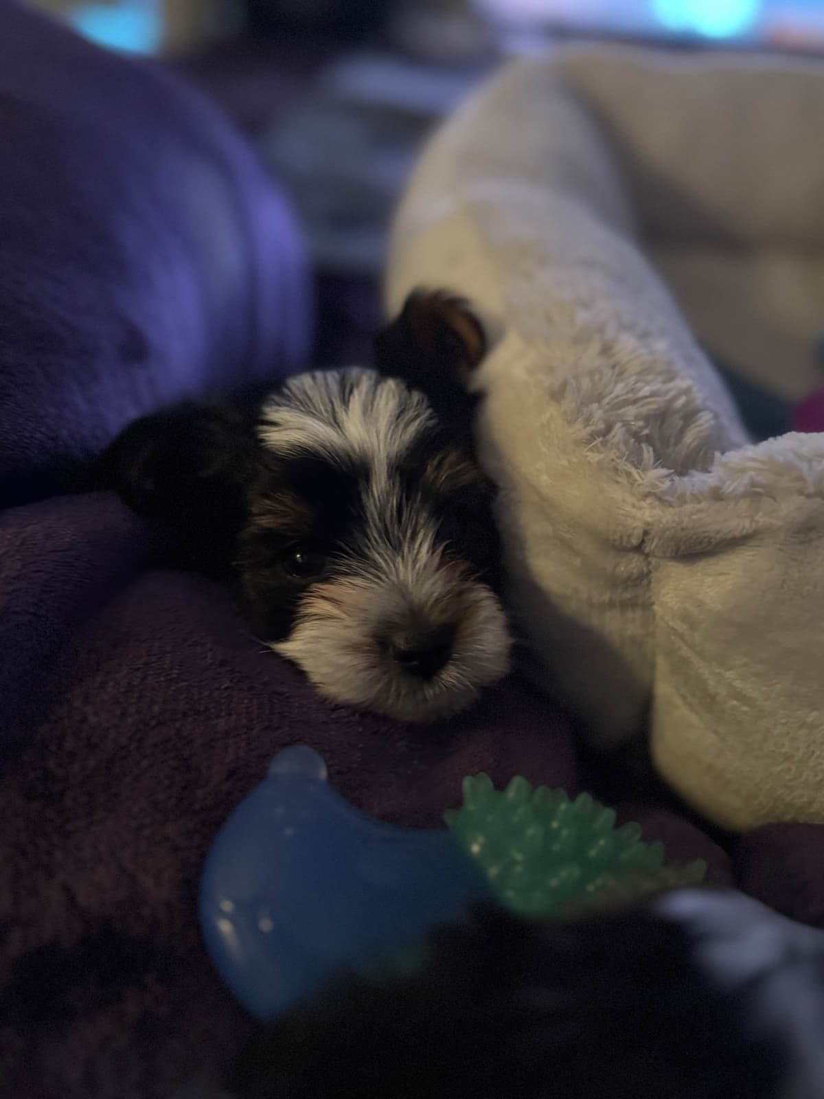 Biewer Terrier Puppies breeder image 10