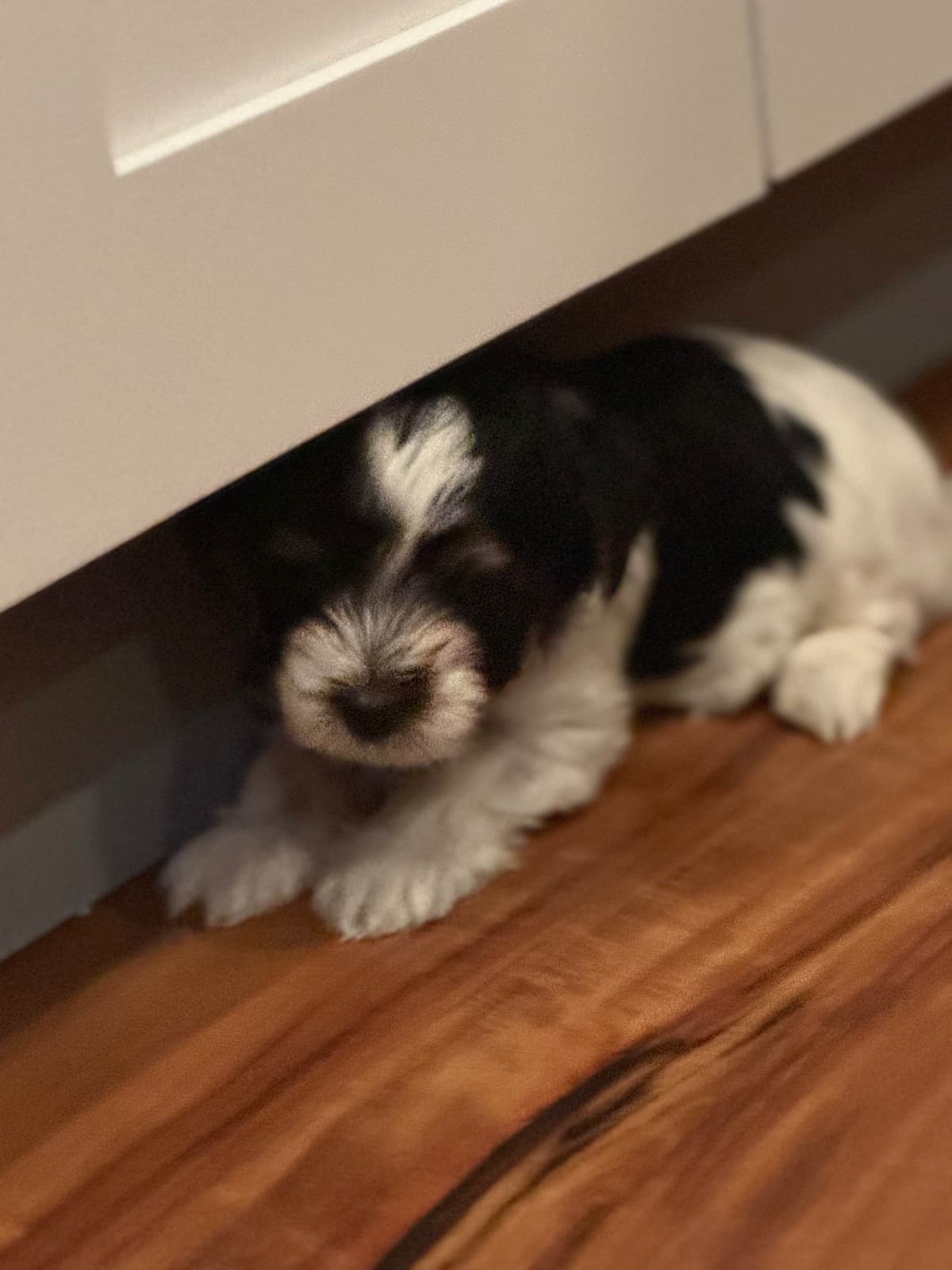 Biewer Terrier Puppies breeder image 11