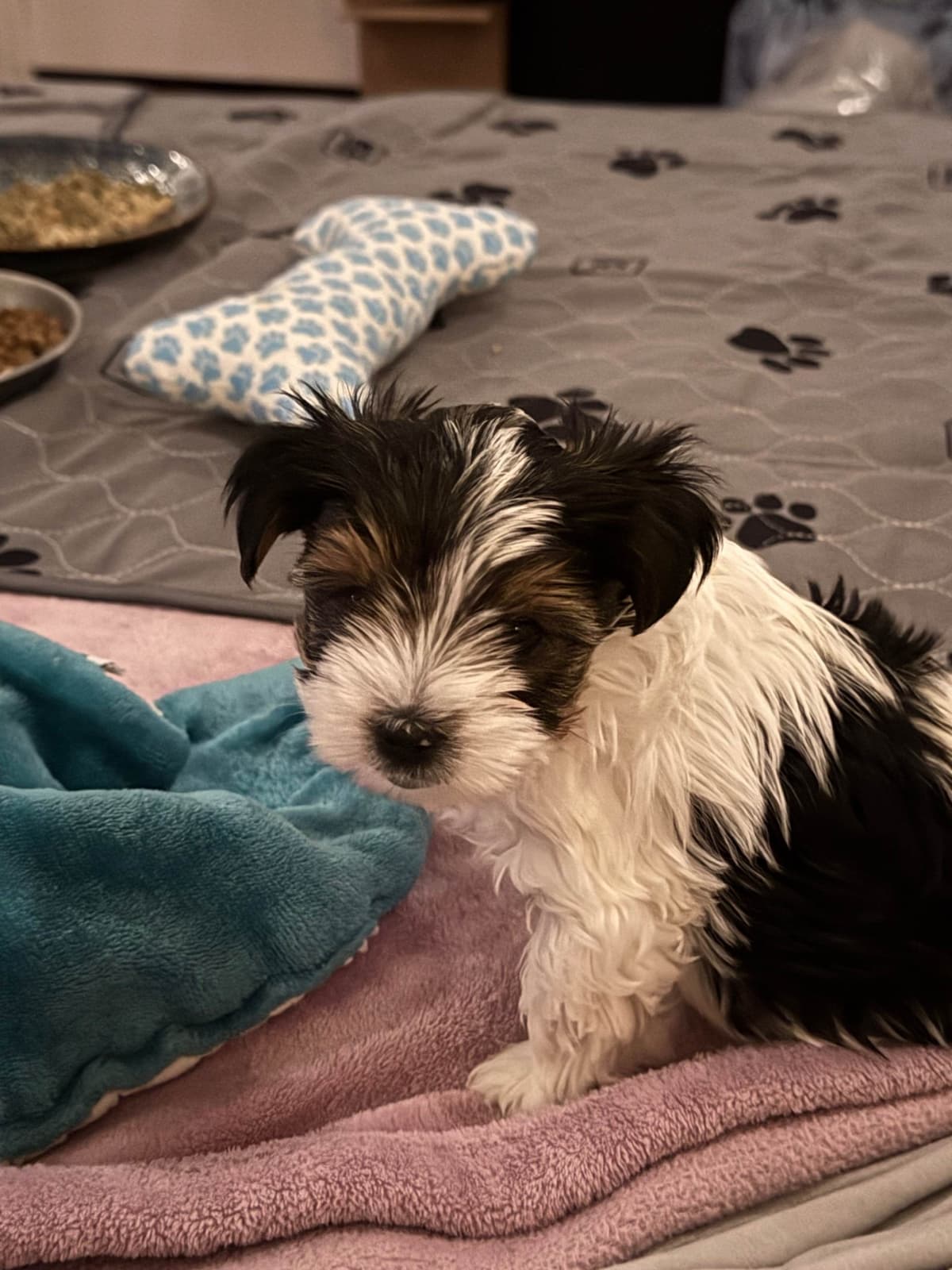 Biewer Terrier Puppies breeder image 12