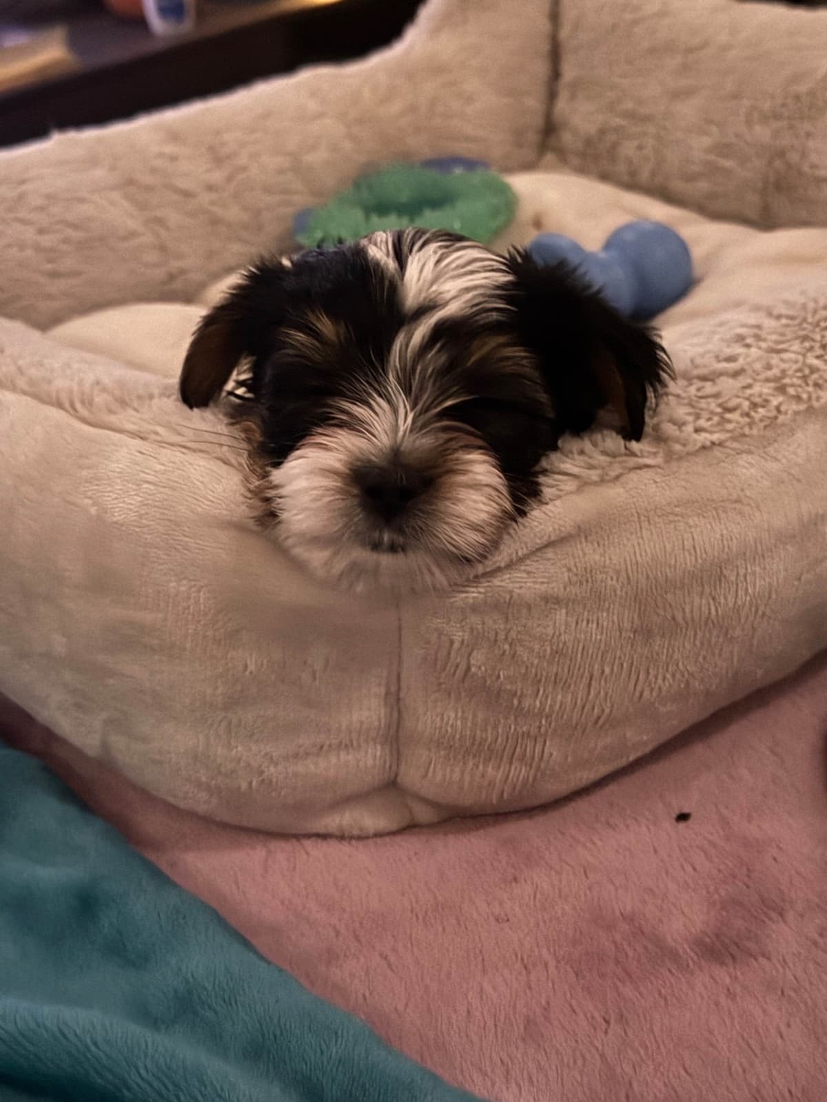 Biewer Terrier Puppies breeder image 13