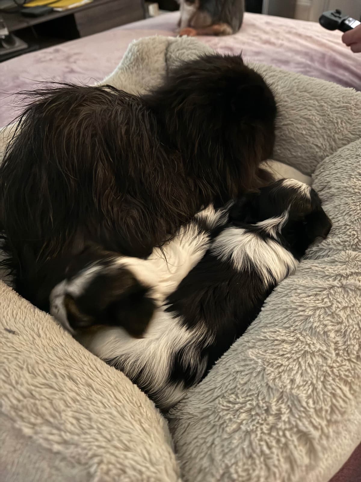 Biewer Terrier Puppies breeder image 15