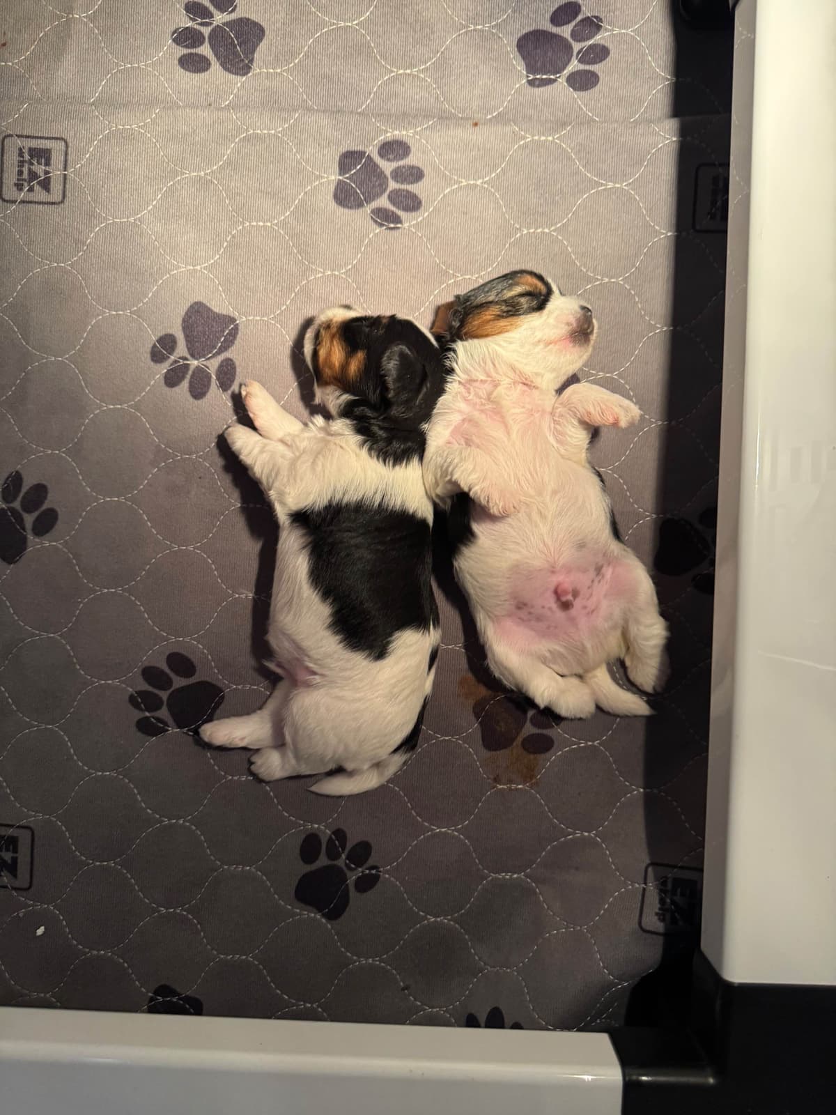 Biewer Terrier Puppies breeder image 16