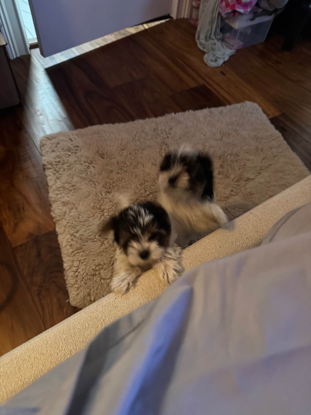 Biewer Terrier Puppies breeder image 19