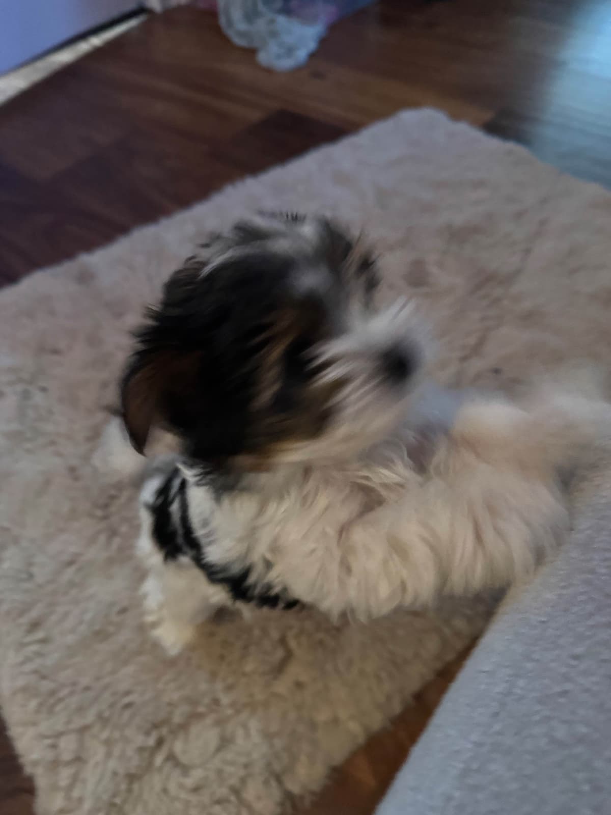 Biewer Terrier Puppies breeder image 18