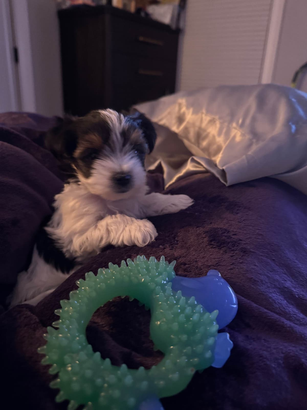 Biewer Terrier Puppies breeder image 21