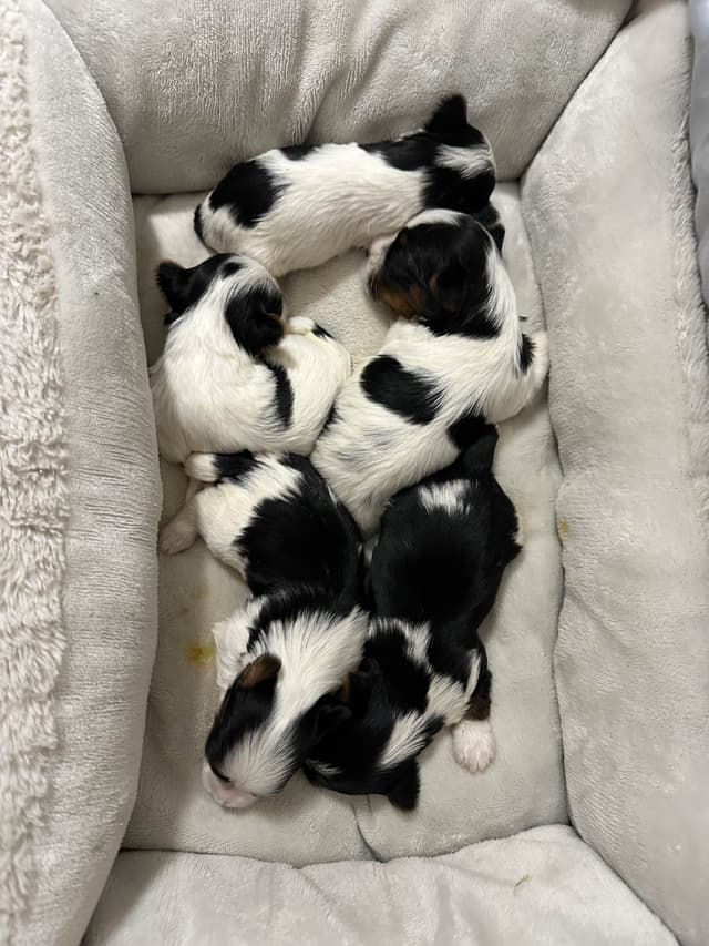 Biewer Terrier Puppies media 2