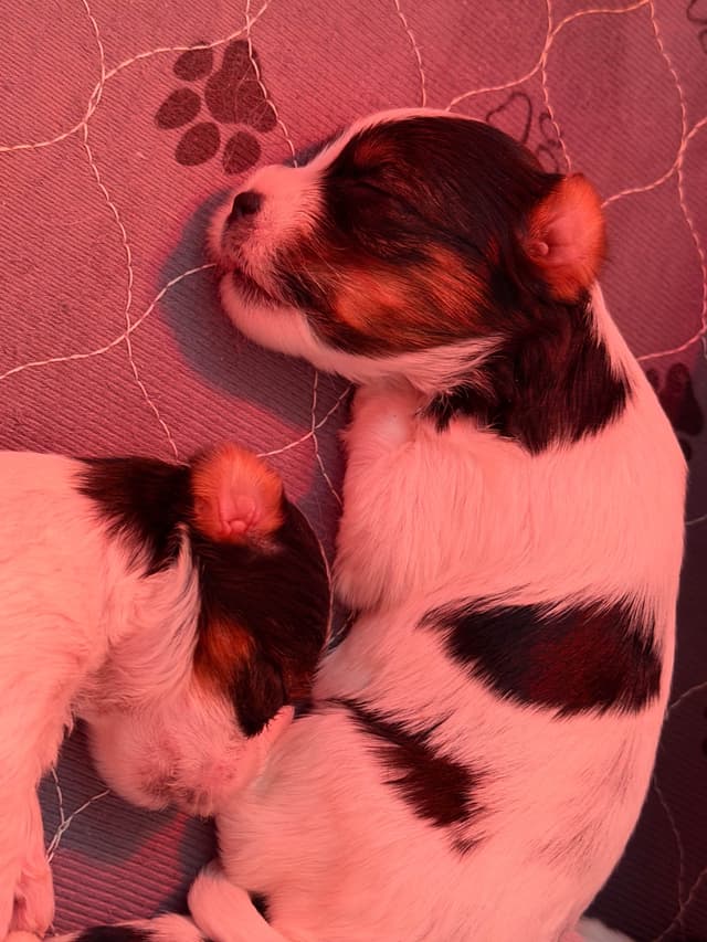 Biewer Terrier Puppies media 3