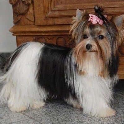 Biewer Terrier Puppies media 4