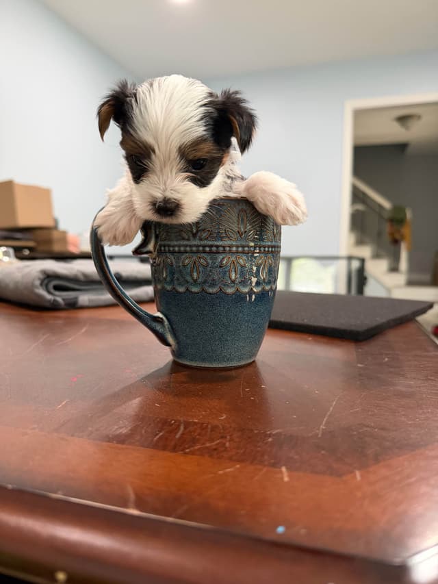 Biewer Terrier Puppies media 6