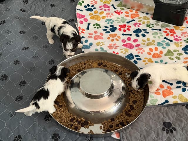 Biewer Terrier Puppies media 7