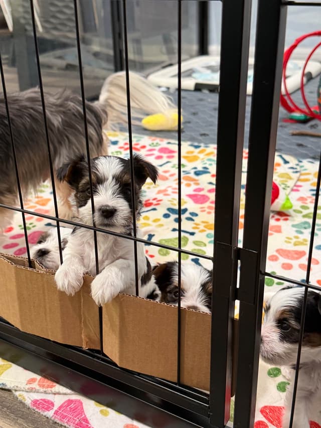 Biewer Terrier Puppies media 8