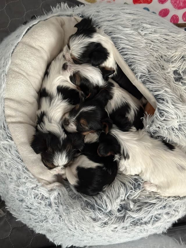 Biewer Terrier Puppies media 9