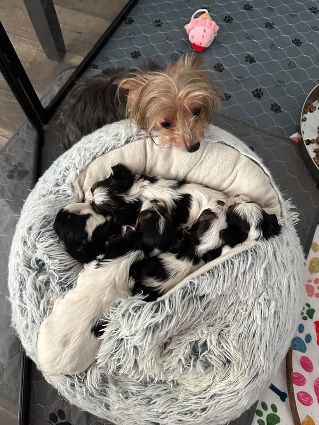 Biewer Terrier Puppies media 10
