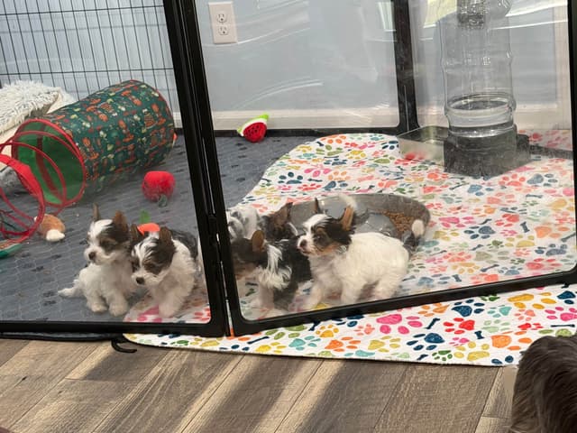 Biewer Terrier Puppies media 11