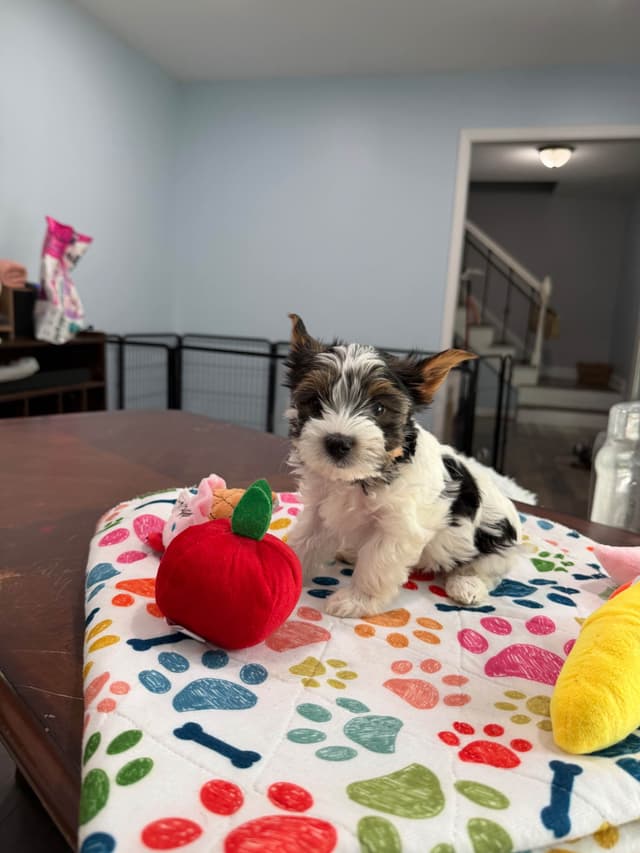 Biewer Terrier Puppies media 13