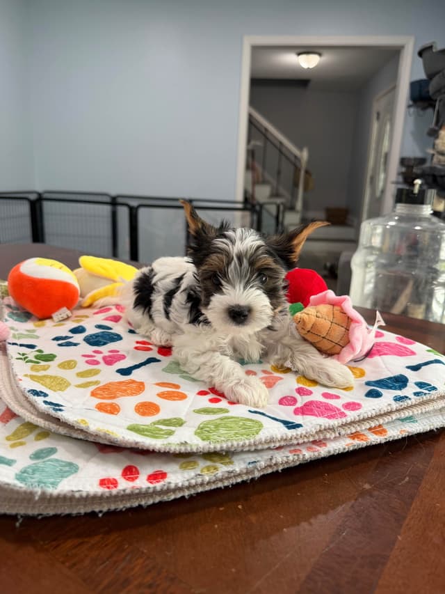 Biewer Terrier Puppies media 14