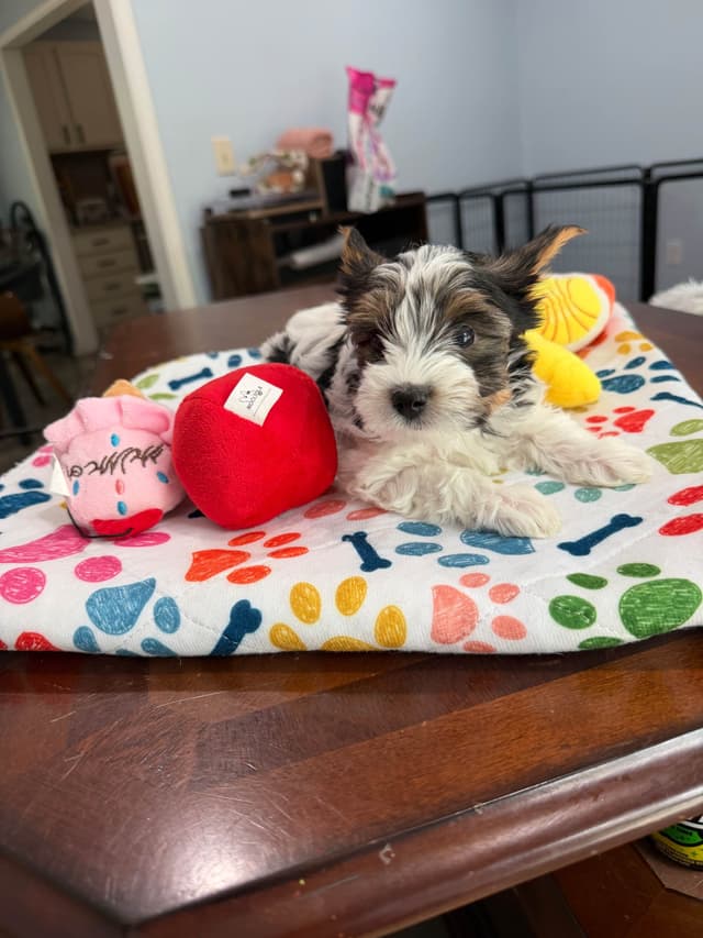 Biewer Terrier Puppies media 15