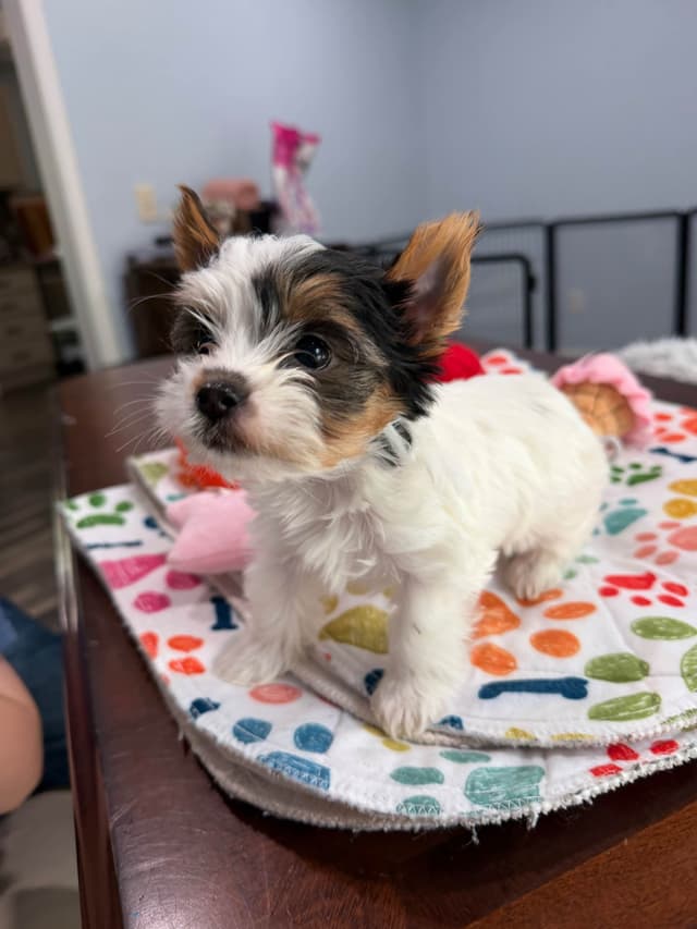 Biewer Terrier Puppies media 16