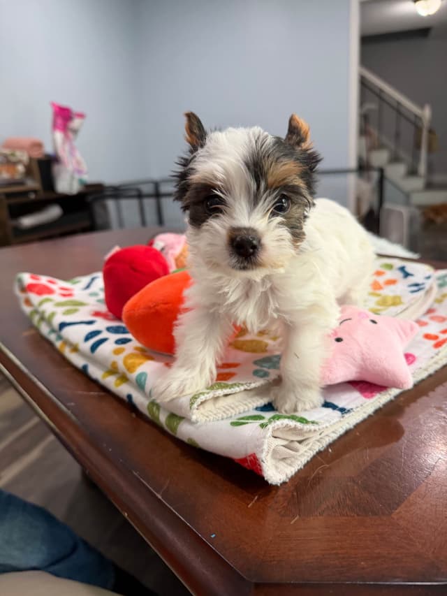 Biewer Terrier Puppies media 17