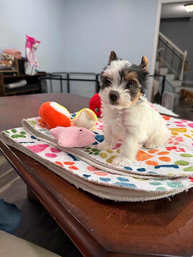 Biewer Terrier Puppies media 19