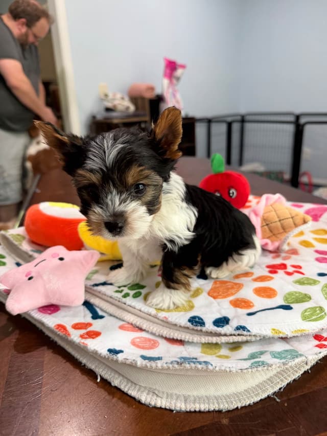 Biewer Terrier Puppies media 20