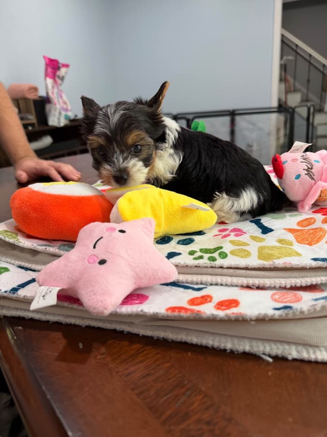 Biewer Terrier Puppies media 22