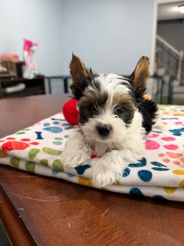 Biewer Terrier Puppies media 24