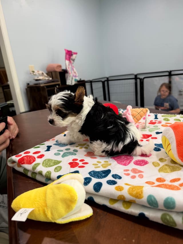 Biewer Terrier Puppies media 23
