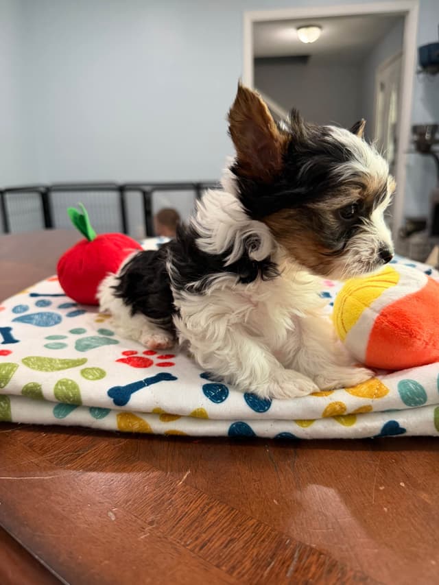 Biewer Terrier Puppies media 25