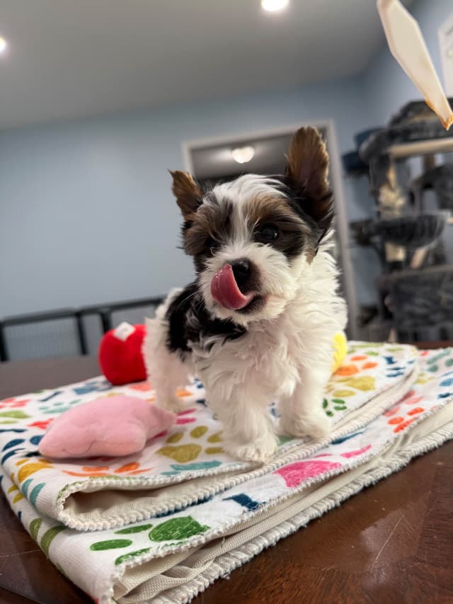 Biewer Terrier Puppies media 26