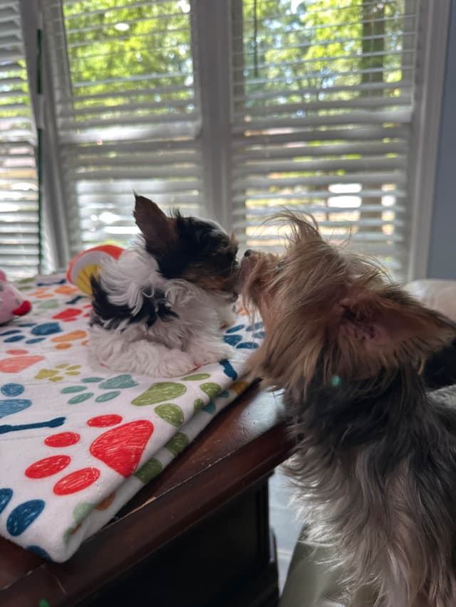Biewer Terrier Puppies media 27