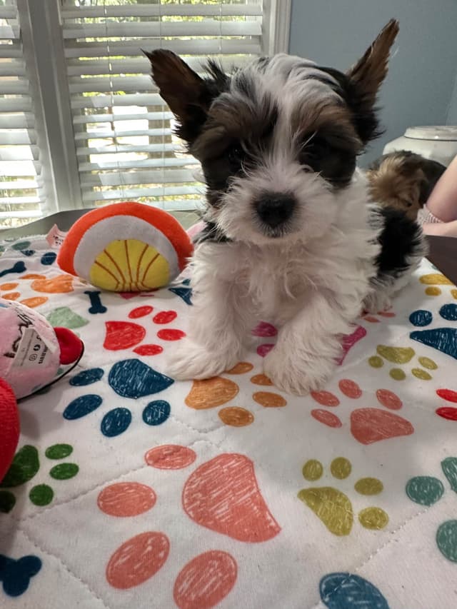 Biewer Terrier Puppies media 28