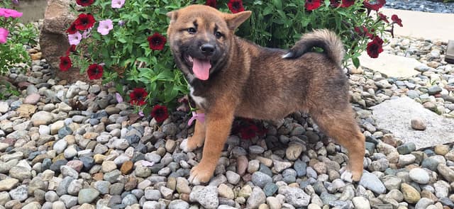 Shiba Inu Puppies media 2
