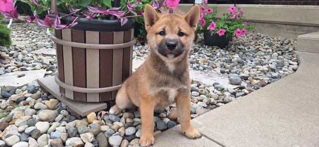 Shiba Inu Puppies media 3