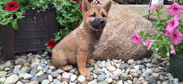 Shiba Inu Puppies media 4