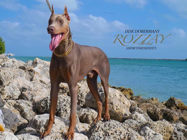 Doberman Pinscher Puppies media 2