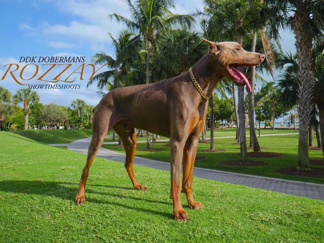 Doberman Pinscher Puppies media 3