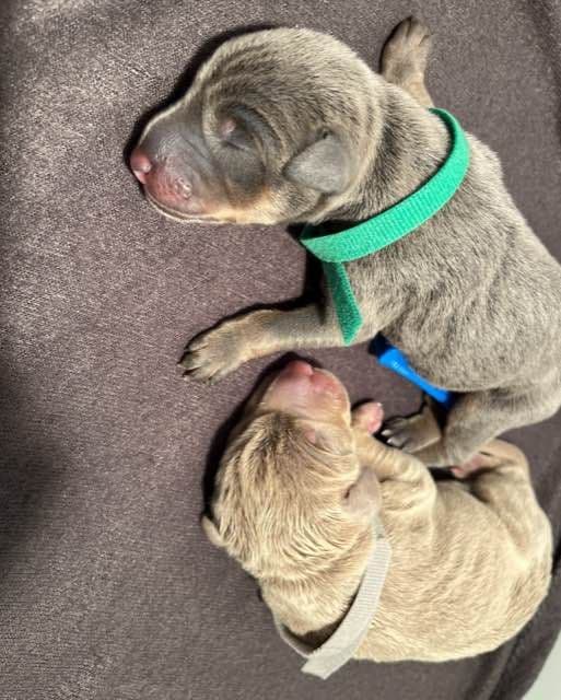Doberman Pinscher Puppies media 4