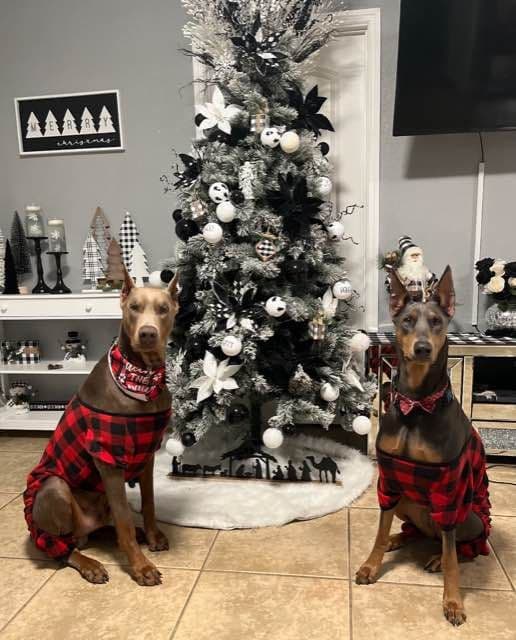 Doberman Pinscher Puppies media 5