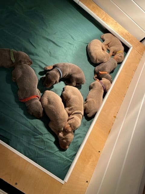 Doberman Pinscher Puppies media 6