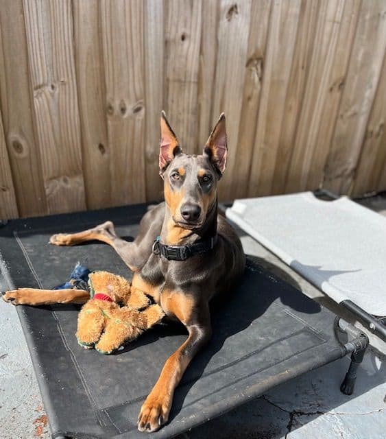 Doberman Pinscher Puppies media 7