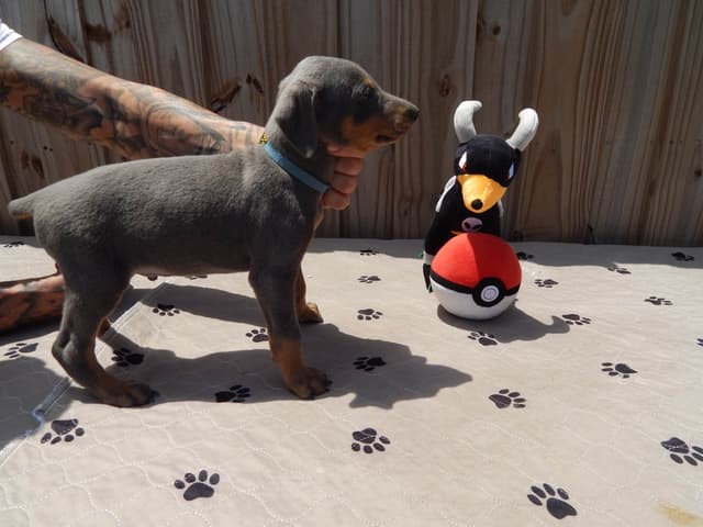 Doberman Pinscher Puppies media 8
