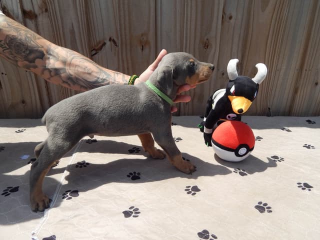Doberman Pinscher Puppies media 9