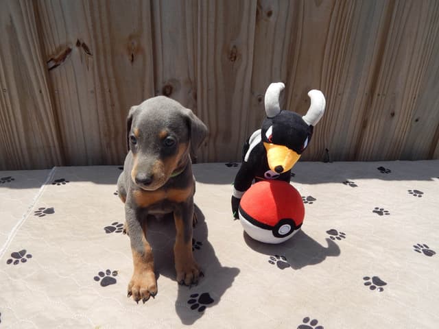 Doberman Pinscher Puppies media 10
